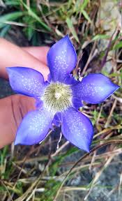 Attēlu rezultāti vaicājumam “Gentiana pneumonanthe flower”