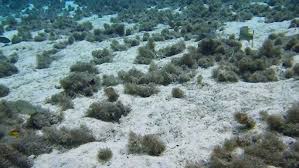 Image result for Minytrema melanops