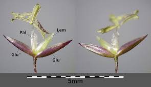 Attēlu rezultāti vaicājumam “Agrostis stolonifera subsp. straminea”