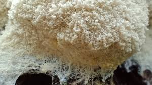 Attēlu rezultāti vaicājumam “Fuligo candida f. persicum spores”