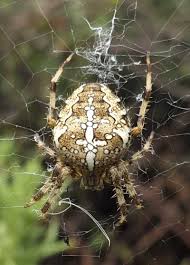 Attēlu rezultāti vaicājumam “Araneus diadematus eggs”