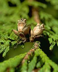 Attēlu rezultāti vaicājumam “Thuja plicata flower”