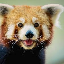 Image result for pandas