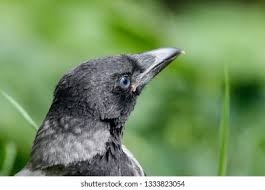 Attēlu rezultāti vaicājumam “Corvus cornix juvenile”