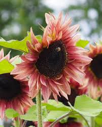 Image result for Sonnenblume