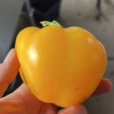 Afbeeldingsresultaat voor topepo giallo sweet pepper