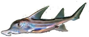 Image result for Callorhinchus capensis