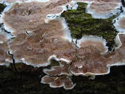 Attēlu rezultāti vaicājumam “Steccherinum ochraceum”