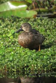 Image result for Anas discors