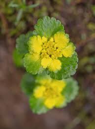 Attēlu rezultāti vaicājumam “Chrysosplenium alternifolium flower”