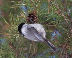 Attēlu rezultāti vaicājumam “Poecile montanus”