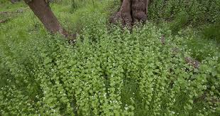 Image result for Alliaria petiolata