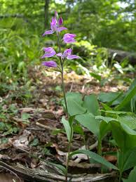 Attēlu rezultāti vaicājumam “Cephalanthera rubra bud”