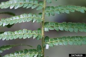 Attēlu rezultāti vaicājumam “Polystichum braunii”