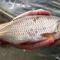 Image result for Rutilus heckelii