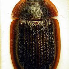 Attēlu rezultāti vaicājumam “Ostoma ferruginea”