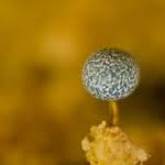 Attēlu rezultāti vaicājumam “Physarum leucopus”