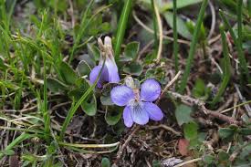 Attēlu rezultāti vaicājumam “Viola rupestris bud”