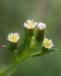 Attēlu rezultāti vaicājumam “Erigeron canadensis”