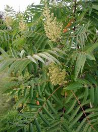 Attēlu rezultāti vaicājumam “Rhus typhina flower”