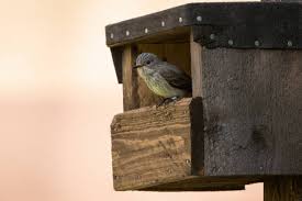 Attēlu rezultāti vaicājumam “Muscicapa striata nest”