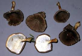 Attēlu rezultāti vaicājumam “Polyporus brumalis”