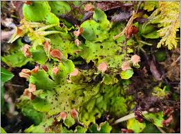 Attēlu rezultāti vaicājumam “Peltigera leucophlebia”