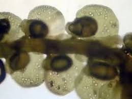 Attēlu rezultāti vaicājumam “Frullania fragilifolia”