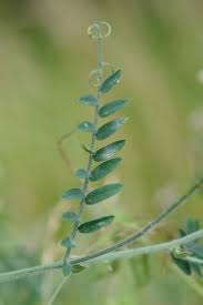 Attēlu rezultāti vaicājumam “Vicia cracca leaf”