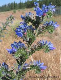 Attēlu rezultāti vaicājumam “Echium vulgare”