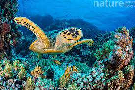 Image result for Eretmochelys imbricata