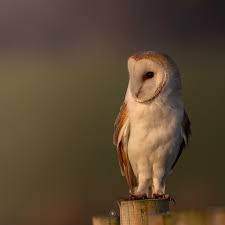 Image result for England Staffordshire Birding Club