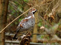 Attēlu rezultāti vaicājumam “Tetrastes bonasia”