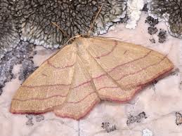 Attēlu rezultāti vaicājumam “Rhodostrophia vibicaria”