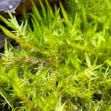 Attēlu rezultāti vaicājumam “Calliergonella cuspidata sporophyte”
