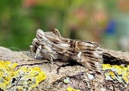 Attēlu rezultāti vaicājumam “Calophasia lunula”