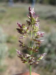 Attēlu rezultāti vaicājumam “Poa remota bud”