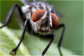 Attēlu rezultāti vaicājumam “Sarcophagidae”