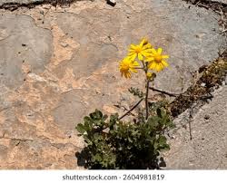 Attēlu rezultāti vaicājumam “Senecio vernalis leaf”