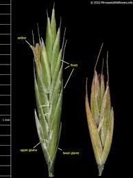 Attēlu rezultāti vaicājumam “Festuca rubra subsp. rubra fruit”