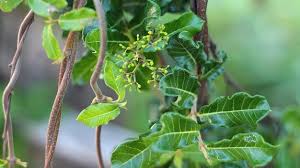 Attēlu rezultāti vaicājumam “Acer campestre fruit”