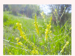 Attēlu rezultāti vaicājumam “Melilotus officinalis flower”