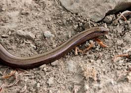 Attēlu rezultāti vaicājumam “Anguis fragilis”