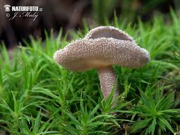 Attēlu rezultāti vaicājumam “Helvella macropus”