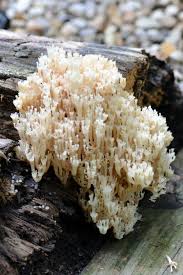 Attēlu rezultāti vaicājumam “Clavicorona pyxidata”