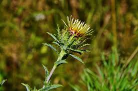 Attēlu rezultāti vaicājumam “Carlina biebersteinii leaf”