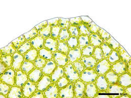 Attēlu rezultāti vaicājumam “Calypogeia suecica”