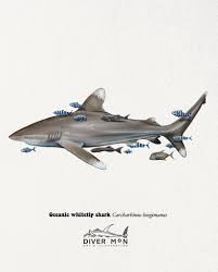Image result for Carcharhinus longimanus