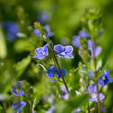Attēlu rezultāti vaicājumam “Veronica chamaedrys flower”