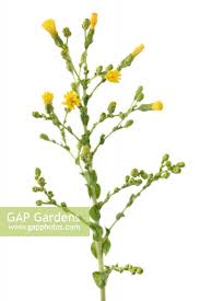 Attēlu rezultāti vaicājumam “Lactuca sativa flower”